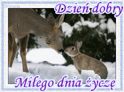Miłego dnia sarma i zając